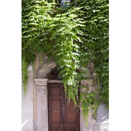 Ivy * Rome