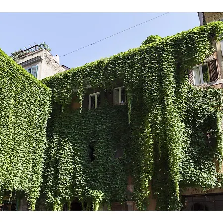 Ivy Apartment